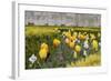 France, Paris. Tulips, Jardins Des Tuileries-Kevin Oke-Framed Photographic Print