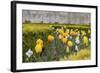 France, Paris. Tulips, Jardins Des Tuileries-Kevin Oke-Framed Photographic Print