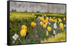 France, Paris. Tulips, Jardins Des Tuileries-Kevin Oke-Framed Stretched Canvas