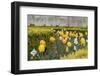 France, Paris. Tulips, Jardins Des Tuileries-Kevin Oke-Framed Photographic Print