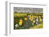 France, Paris. Tulips, Jardins Des Tuileries-Kevin Oke-Framed Photographic Print