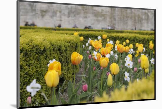 France, Paris. Tulips, Jardins Des Tuileries-Kevin Oke-Mounted Photographic Print