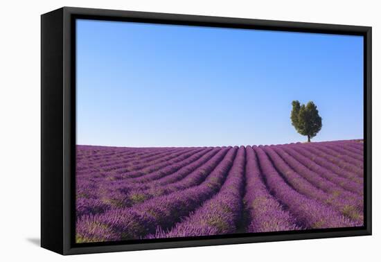 France, Provence-Alpes-Cote D'Azur, Plateau of Valensole, Lavender Field-Andrea Pavan-Framed Stretched Canvas