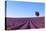 France, Provence-Alpes-Cote D'Azur, Plateau of Valensole, Lavender Field-Andrea Pavan-Stretched Canvas