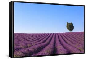 France, Provence-Alpes-Cote D'Azur, Plateau of Valensole, Lavender Field-Andrea Pavan-Framed Stretched Canvas