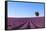 France, Provence-Alpes-Cote D'Azur, Plateau of Valensole, Lavender Field-Andrea Pavan-Framed Stretched Canvas