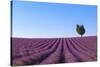 France, Provence-Alpes-Cote D'Azur, Plateau of Valensole, Lavender Field-Andrea Pavan-Stretched Canvas