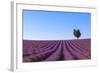 France, Provence-Alpes-Cote D'Azur, Plateau of Valensole, Lavender Field-Andrea Pavan-Framed Photographic Print