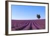 France, Provence-Alpes-Cote D'Azur, Plateau of Valensole, Lavender Field-Andrea Pavan-Framed Photographic Print