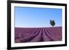 France, Provence-Alpes-Cote D'Azur, Plateau of Valensole, Lavender Field-Andrea Pavan-Framed Photographic Print