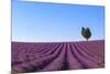 France, Provence-Alpes-Cote D'Azur, Plateau of Valensole, Lavender Field-Andrea Pavan-Mounted Photographic Print