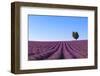 France, Provence-Alpes-Cote D'Azur, Plateau of Valensole, Lavender Field-Andrea Pavan-Framed Photographic Print