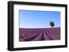 France, Provence-Alpes-Cote D'Azur, Plateau of Valensole, Lavender Field-Andrea Pavan-Framed Photographic Print