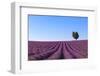 France, Provence-Alpes-Cote D'Azur, Plateau of Valensole, Lavender Field-Andrea Pavan-Framed Photographic Print