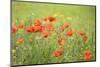 France, Provence Alpes Cote Dazur, Vaucluse, Lourmarin. Wild Poppies-Kevin Oke-Mounted Photographic Print