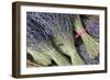 France, Provence Alpes Cote Dazur, Vaucluse, Roussillon. Lavender-Kevin Oke-Framed Photographic Print