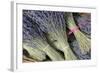 France, Provence Alpes Cote Dazur, Vaucluse, Roussillon. Lavender-Kevin Oke-Framed Photographic Print