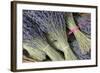 France, Provence Alpes Cote Dazur, Vaucluse, Roussillon. Lavender-Kevin Oke-Framed Photographic Print