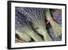 France, Provence Alpes Cote Dazur, Vaucluse, Roussillon. Lavender-Kevin Oke-Framed Photographic Print