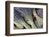 France, Provence Alpes Cote Dazur, Vaucluse, Roussillon. Lavender-Kevin Oke-Framed Photographic Print