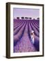 France, Provence Alps Cote d'Azur, Haute Provence, Plateau of Valensole, Lavander Fields-Michele Falzone-Framed Photographic Print