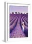 France, Provence Alps Cote d'Azur, Haute Provence, Plateau of Valensole, Lavander Fields-Michele Falzone-Framed Photographic Print