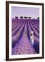 France, Provence Alps Cote d'Azur, Haute Provence, Plateau of Valensole, Lavander Fields-Michele Falzone-Framed Photographic Print