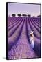 France, Provence Alps Cote d'Azur, Haute Provence, Plateau of Valensole, Lavander Fields-Michele Falzone-Framed Stretched Canvas