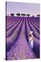 France, Provence Alps Cote d'Azur, Haute Provence, Plateau of Valensole, Lavander Fields-Michele Falzone-Stretched Canvas