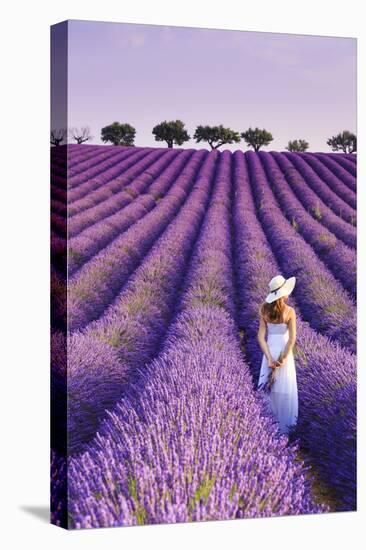 France, Provence Alps Cote d'Azur, Haute Provence, Plateau of Valensole, Lavander Fields-Michele Falzone-Stretched Canvas