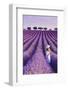 France, Provence Alps Cote d'Azur, Haute Provence, Plateau of Valensole, Lavander Fields-Michele Falzone-Framed Photographic Print