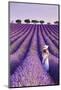 France, Provence Alps Cote d'Azur, Haute Provence, Plateau of Valensole, Lavander Fields-Michele Falzone-Mounted Photographic Print