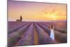 France, Provence Alps Cote d'Azur, Haute Provence, Plateau of Valensole, Lavander Fields-Michele Falzone-Mounted Photographic Print