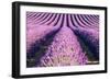 France, Provence Alps Cote D'Azur, Haute Provence-Matteo Colombo-Framed Photographic Print