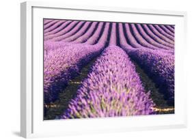 France, Provence Alps Cote D'Azur, Haute Provence-Matteo Colombo-Framed Photographic Print