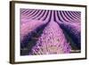 France, Provence Alps Cote D'Azur, Haute Provence-Matteo Colombo-Framed Photographic Print