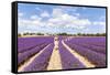 France, Provence Alps Cote D'Azur, Vaucluse, Banon. Woman Walking in Lavender Field in Summer (Mr)-Matteo Colombo-Framed Stretched Canvas