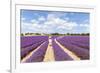 France, Provence Alps Cote D'Azur, Vaucluse, Banon. Woman Walking in Lavender Field in Summer (Mr)-Matteo Colombo-Framed Photographic Print