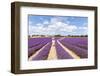 France, Provence Alps Cote D'Azur, Vaucluse, Banon. Woman Walking in Lavender Field in Summer (Mr)-Matteo Colombo-Framed Photographic Print