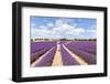 France, Provence Alps Cote D'Azur, Vaucluse, Banon. Woman Walking in Lavender Field in Summer (Mr)-Matteo Colombo-Framed Photographic Print