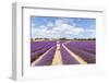 France, Provence Alps Cote D'Azur, Vaucluse, Banon. Woman Walking in Lavender Field in Summer (Mr)-Matteo Colombo-Framed Photographic Print