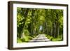 France, Provence, Bouches-Du-Rh?ne, Camargue, Salin-De-Giraud, Plane Tree Avenue-Udo Siebig-Framed Photographic Print