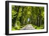 France, Provence, Bouches-Du-Rh?ne, Camargue, Salin-De-Giraud, Plane Tree Avenue-Udo Siebig-Framed Photographic Print