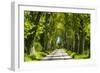 France, Provence, Bouches-Du-Rh?ne, Camargue, Salin-De-Giraud, Plane Tree Avenue-Udo Siebig-Framed Photographic Print