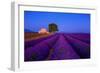 France, Provence. Lavender field in the Valensole Plateau.-Jaynes Gallery-Framed Photographic Print