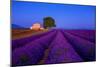 France, Provence. Lavender field in the Valensole Plateau.-Jaynes Gallery-Mounted Photographic Print
