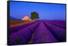 France, Provence. Lavender field in the Valensole Plateau.-Jaynes Gallery-Framed Stretched Canvas