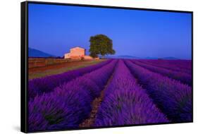 France, Provence. Lavender field in the Valensole Plateau.-Jaynes Gallery-Framed Stretched Canvas