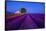 France, Provence. Lavender field in the Valensole Plateau.-Jaynes Gallery-Framed Stretched Canvas