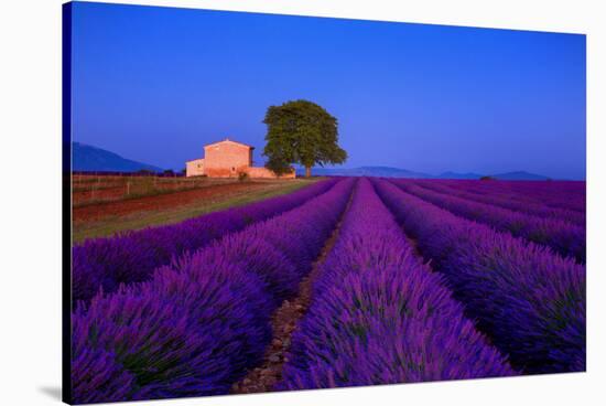 France, Provence. Lavender field in the Valensole Plateau.-Jaynes Gallery-Stretched Canvas